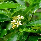 Pittosporum senacia Bois de joli coeur des bas Pittosporaceae Indigène La Réunion 879.jpeg